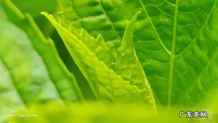 微距副摄与虚化副摄，现在还有存在的意义吗