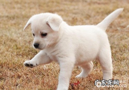 小狗肌肤的情况能表明什么问题