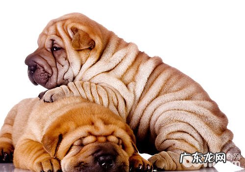 小狗肌肤的情况能表明什么问题