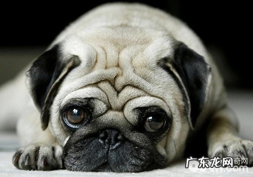 怎样安全性地贴近小狗