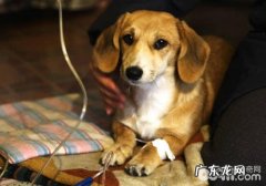 怎样保养剖宫产后的母狗