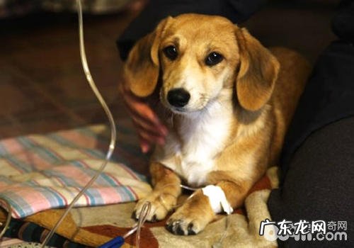 怎样保养剖宫产后的母狗