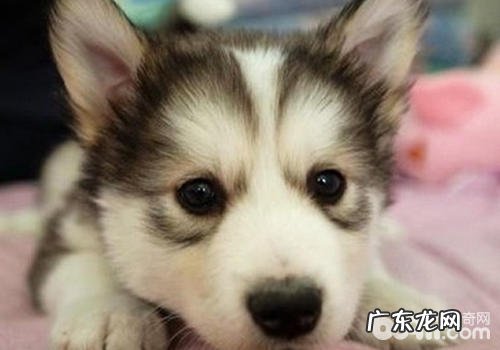 如何防止小狗皮肤过敏