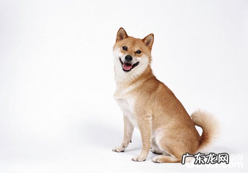 为小狗查验的基础方式