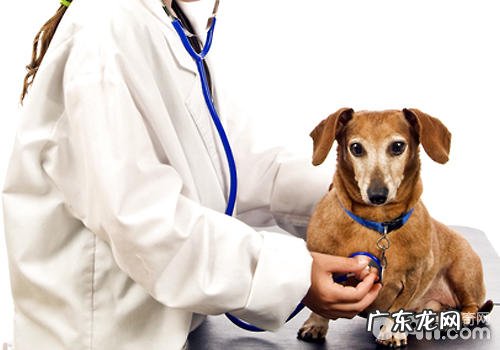 为小狗查验的基础方式