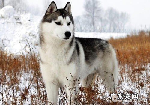 金毛的被毛有什么特性