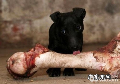 怎么让小狗保持安静不要喧哗