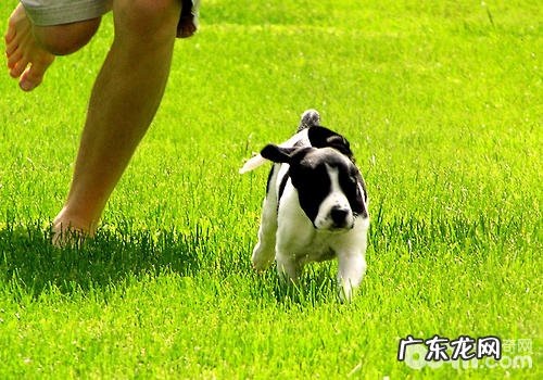 妥善处理我们与小狗中间的关联