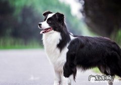 小狗的消化吸收特性是如何的