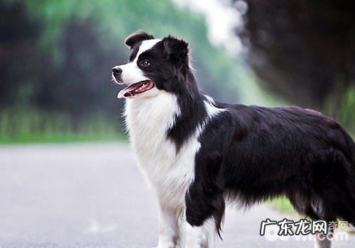 小狗的消化吸收特性是如何的