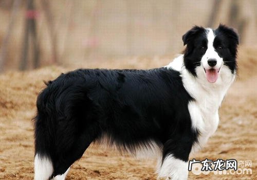 小狗的消化吸收特性是如何的