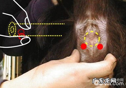 小狗在家里冼澡与出门冼澡要注意什么