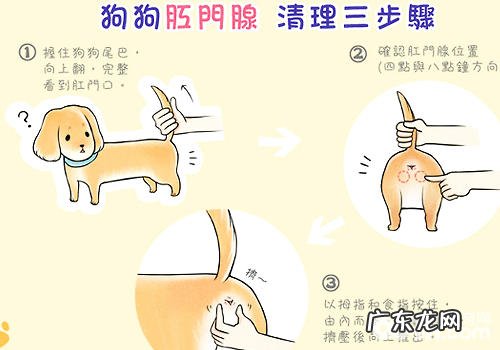 小狗的护理学基础有什么