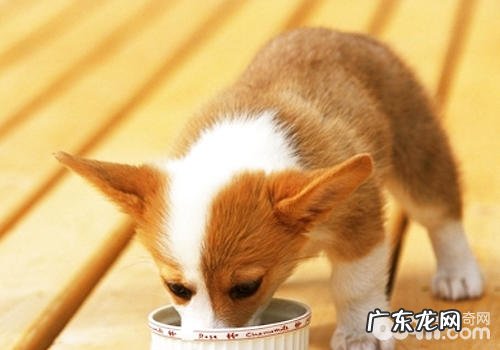 如何解决泰迪犬的饮食搭配难题