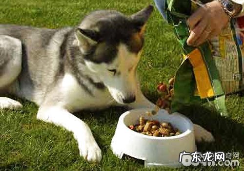如何解决泰迪犬的饮食搭配难题
