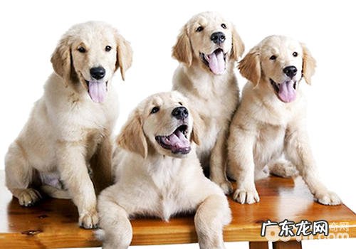 小狗为什么是“红绿色盲”