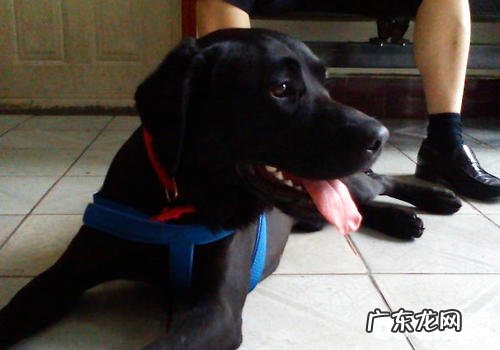 小狗为什么是“红绿色盲”