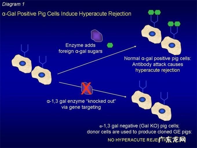 未来又一大医疗风口:「小猪配齐」?