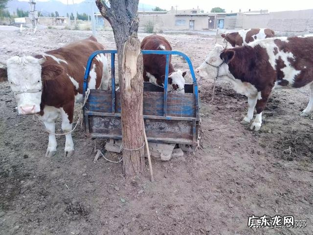 冬季养牛，牛会被冻死吗?牛冬季产仔如何喂养？
