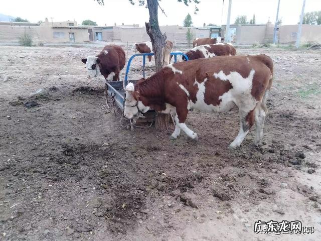 冬季养牛，牛会被冻死吗?牛冬季产仔如何喂养？