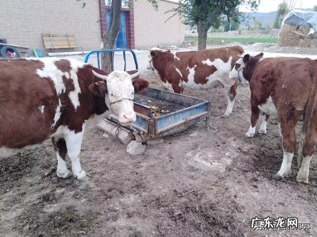 冬季养牛，牛会被冻死吗?牛冬季产仔如何喂养？