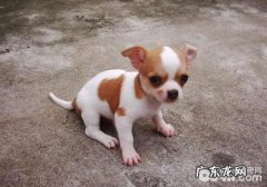 怎样让小狗平静下来