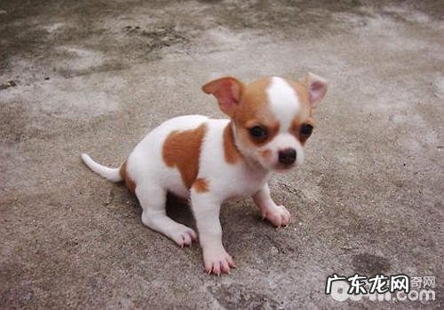 怎样让小狗平静下来