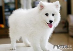 怎样正确对待小狗血统证书