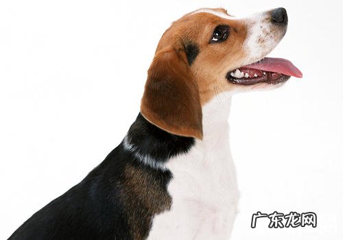 怎样正确对待小狗血统证书