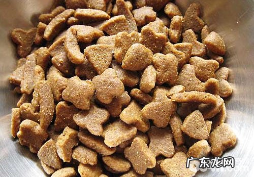 如何安全性地给小狗换犬粮