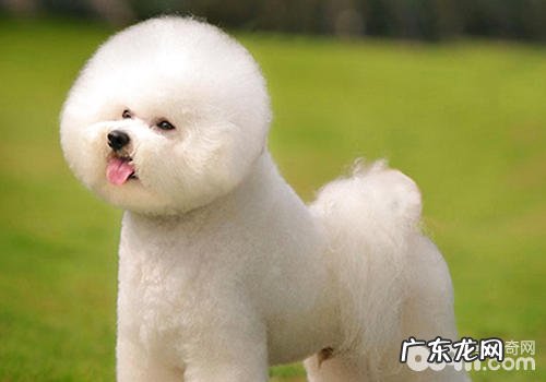 得到bis的小狗要具有什么什么标准