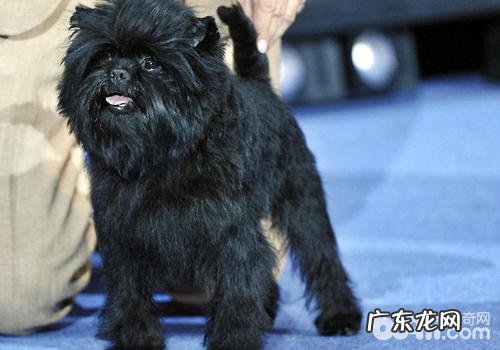 得到bis的小狗要具有什么什么标准