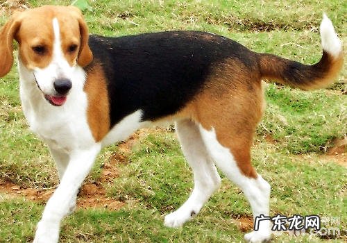 小狗能够分成什么种类