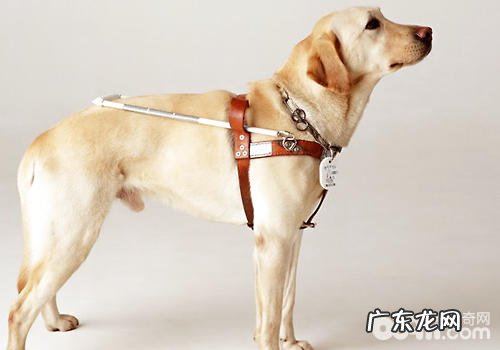 小狗能够分成什么种类