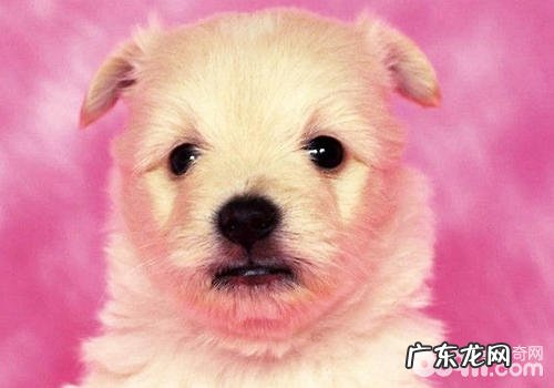 什么难题会导致狗狗眼屎增加