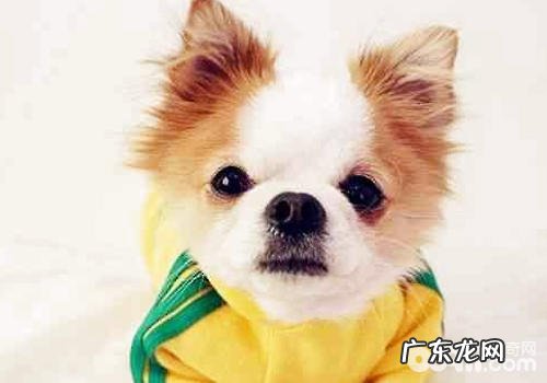 什么难题会导致狗狗眼屎增加