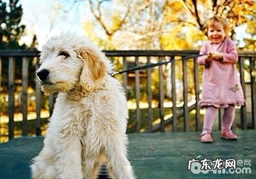养犬还要严防别人碰瓷党