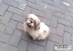 养犬还要严防别人碰瓷党