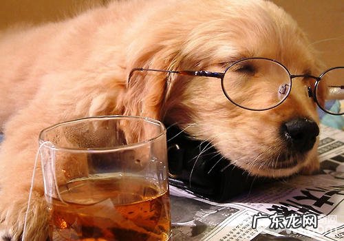 小狗的食材种类有什么