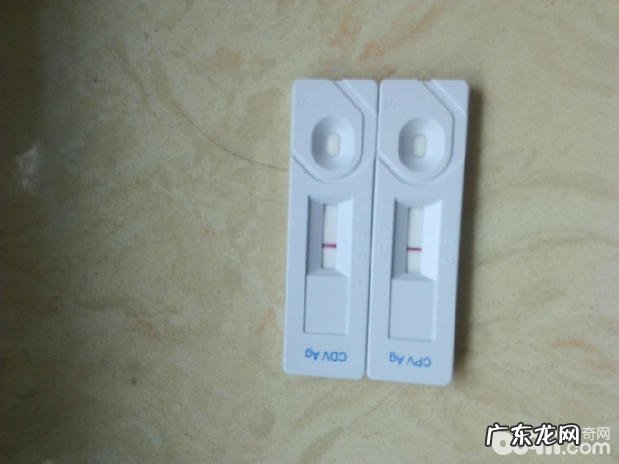 怎样选择心爱的小狗