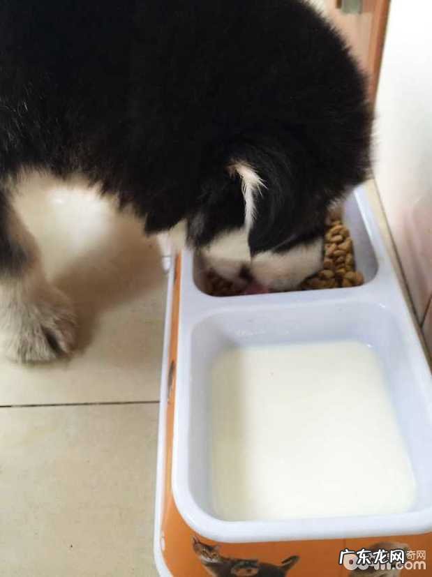 怎样选择心爱的小狗