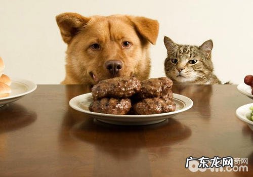 有关小狗的一些冷门知识