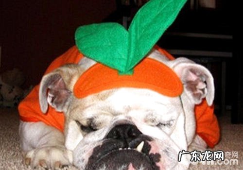 怎样留意维护小狗的腰