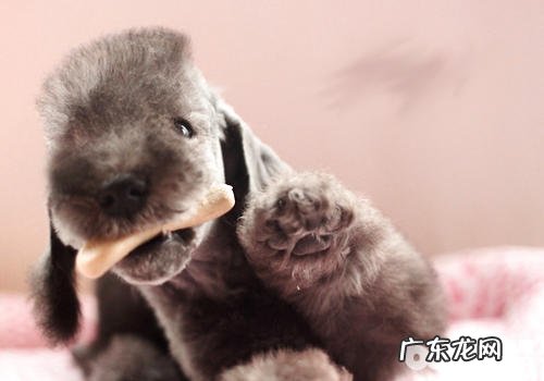 不容易令人皮肤过敏的小狗有什么