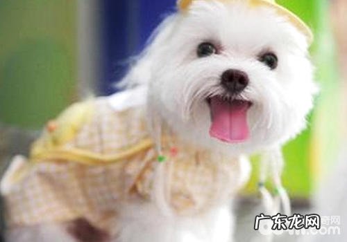 不容易令人皮肤过敏的小狗有什么