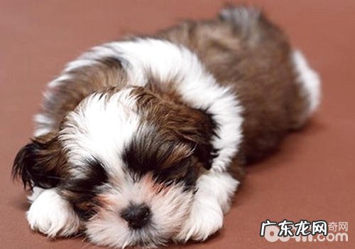 怎样分配好小狗进餐