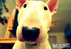 当心小狗忧郁症