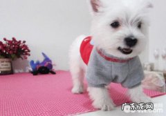 怎样营造狗狗健康心理状态