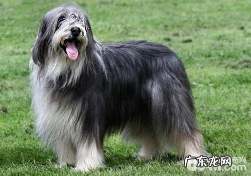 如何挑选小狗骨节营养保健品