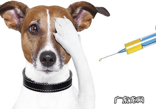 犬预苗的有关专业知识
